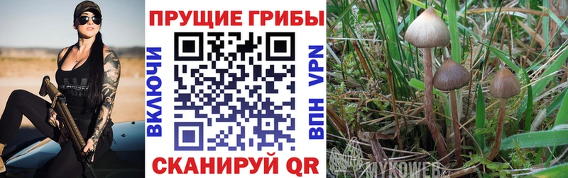 где найти   Суворов  Псилоцибиновые грибы мухоморы 